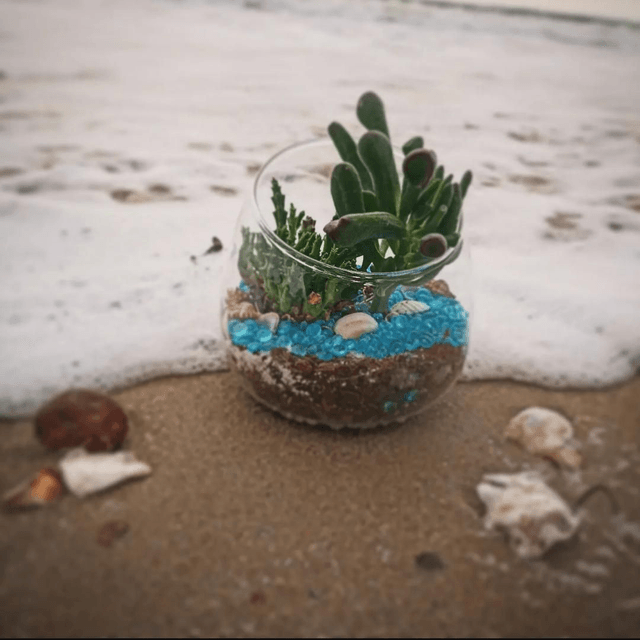 Algues de mer 
