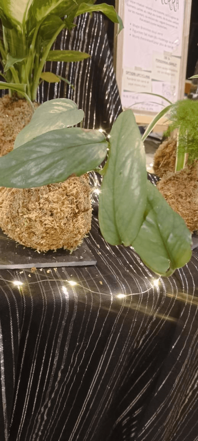 Philodendron 