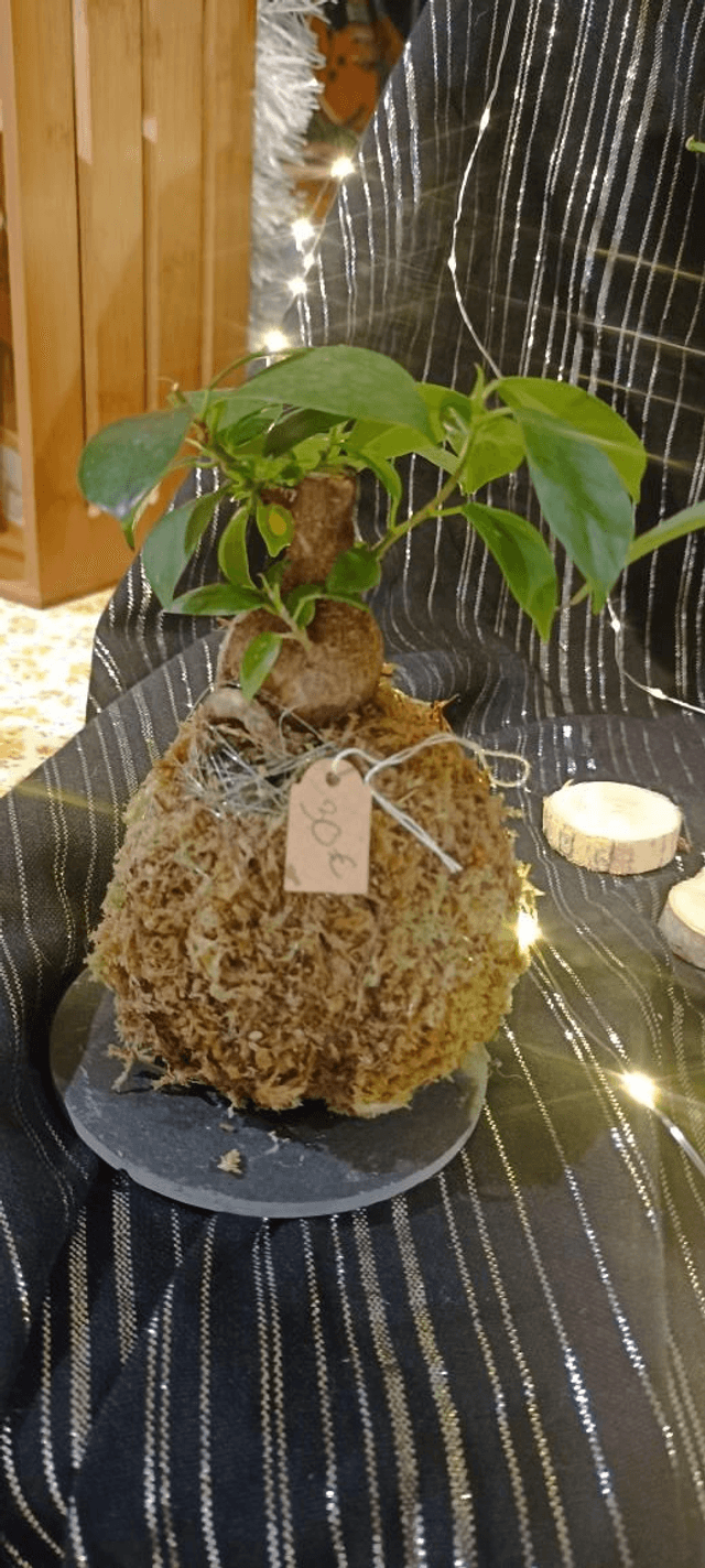 Ficus