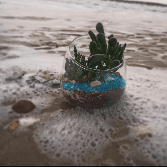 Algues de mer 