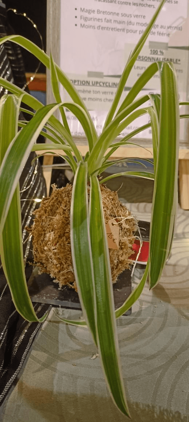 Plante araignée 