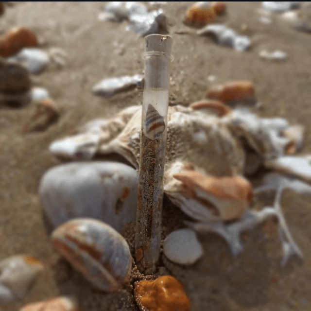 Magnette souffle de mer 