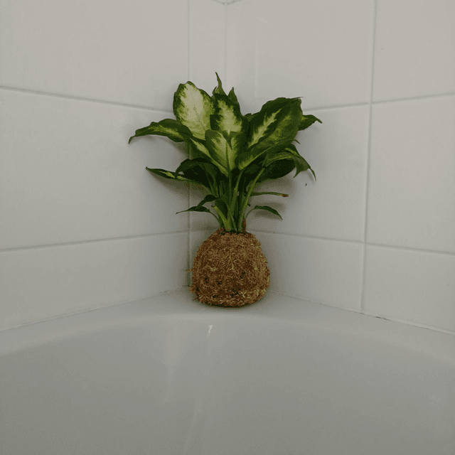 Dieffenbachia Camilla